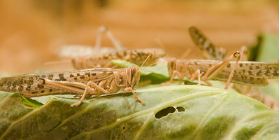 A locust plague of 'biblical proportions' is devastating East Africa