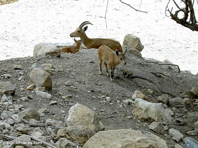 Ibex at En Gedi. Courtesy of Todd Bolen