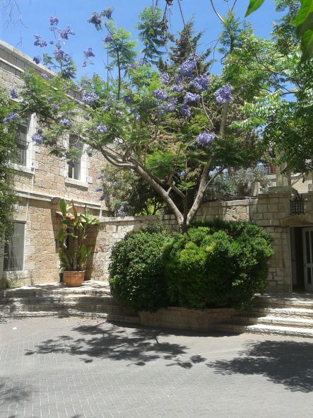 Flowering jacaranda in Jerusalem’s Old City copes well with the heat because of its roots – especially appropriate here in the courtyard of Christ Church, headquarters of the Church’s Ministry among Jewish people (CMJ), dedicated for more than 200 years to re-connecting with Christianity’s Jewish roots. Photo: Charles Gardner