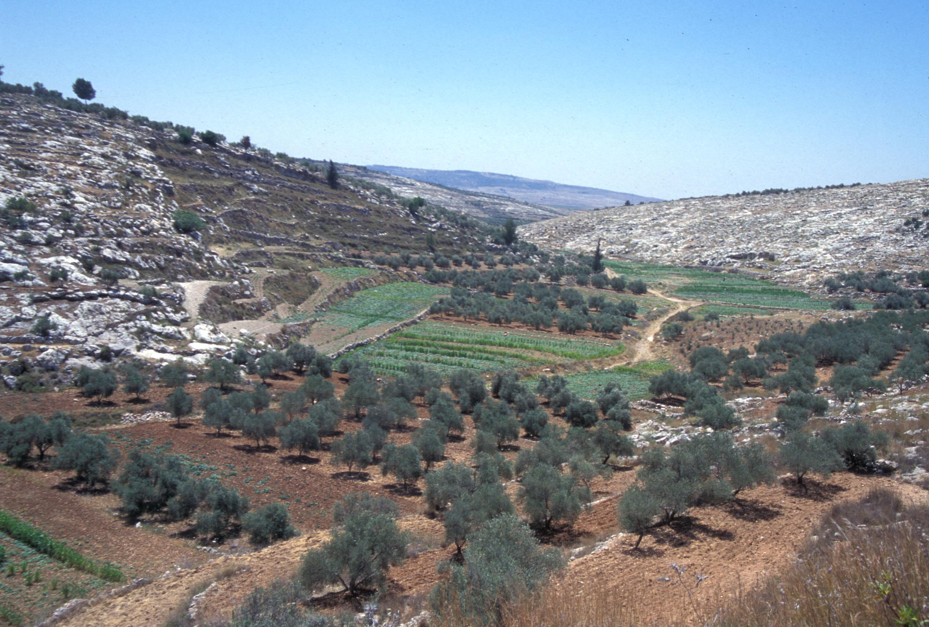 Green fields and olive trees, Western Judea (Alamy stock photo))