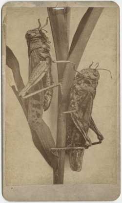 Minnesota grasshoppers. @Jacoby's Art Gallery