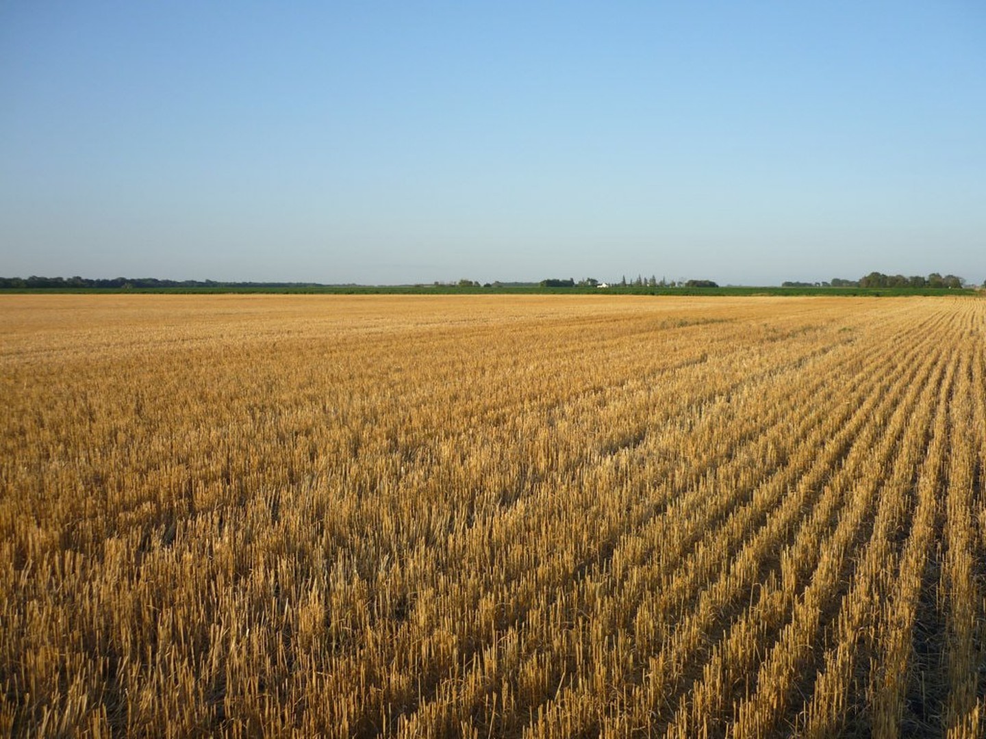 Minnesotan wheat fields © kweqiop Flickr.jpg