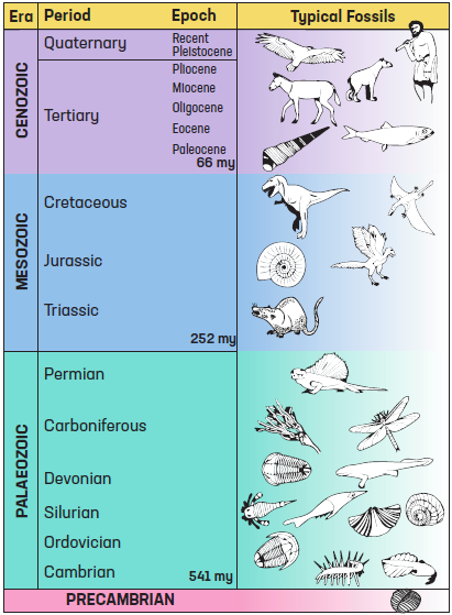 Figure 1: The standard geological column representing the history of life on Earth according to the old-Earth model. Fossil organisms typical of each geological era are shown (‘my’ stands for ‘millions of years ago’). After Garner, P, 2009. The New Creationism: Building Scientific Theories on a Biblical Foundation. Evangelical Press, Darlington, p195.