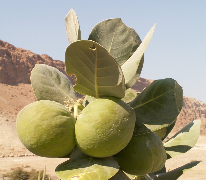 The 'Sodom Apple'
