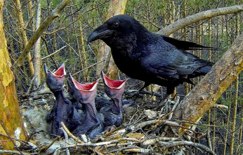"He provides food for the cattle and for the young ravens when they call." (v9)