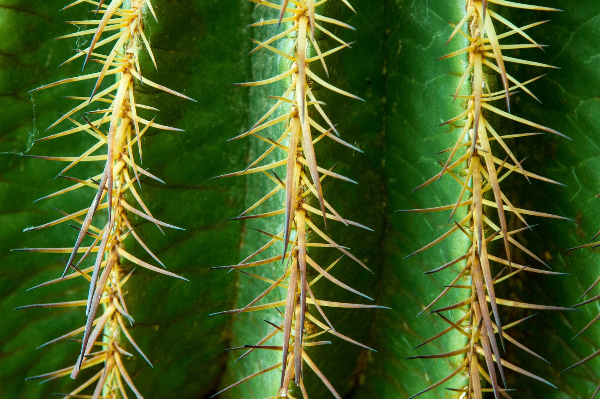 Thorns before sin...or as a result of sin?