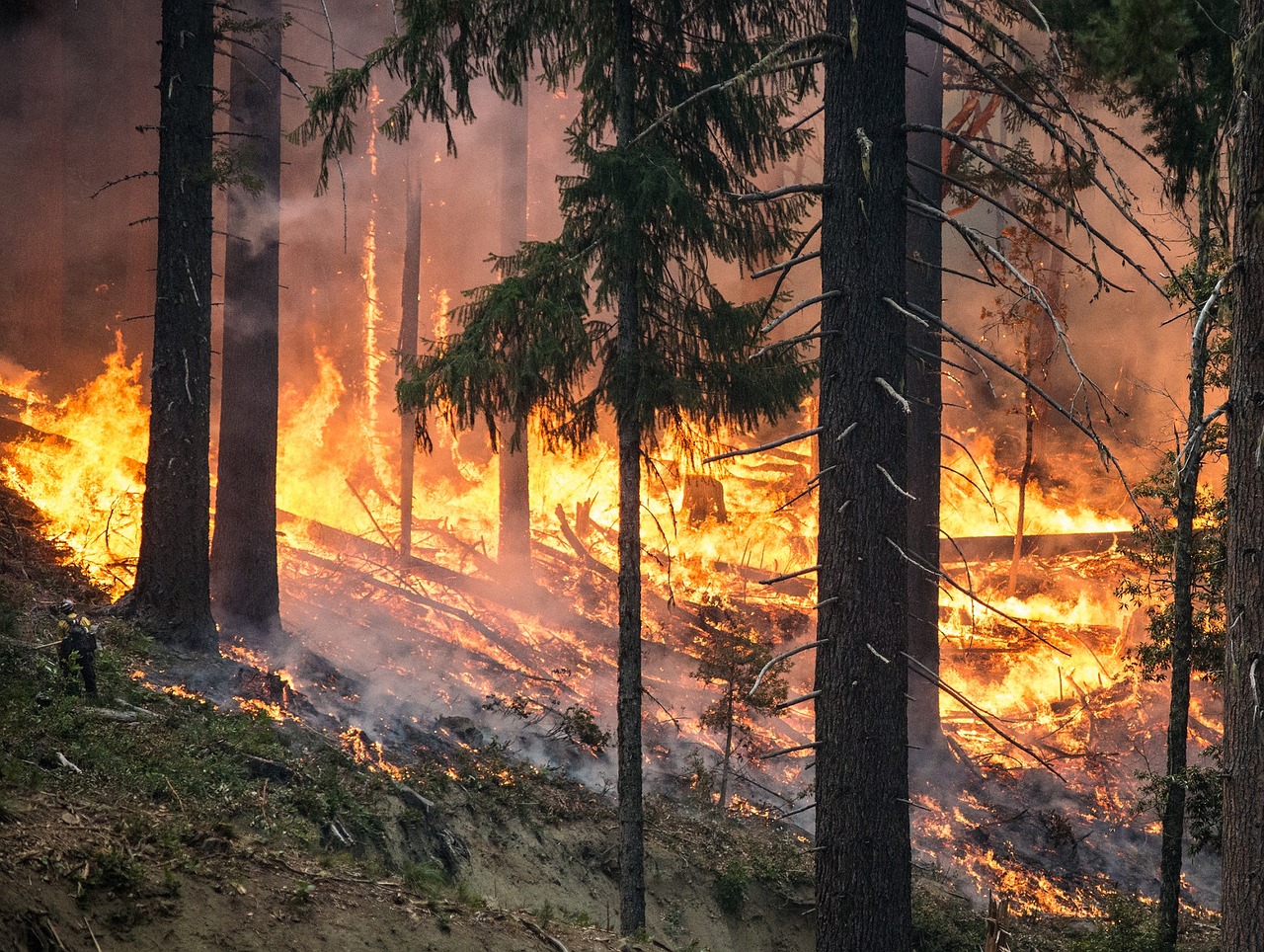 2017 has seen an unusually high number of wildfires worldwide.