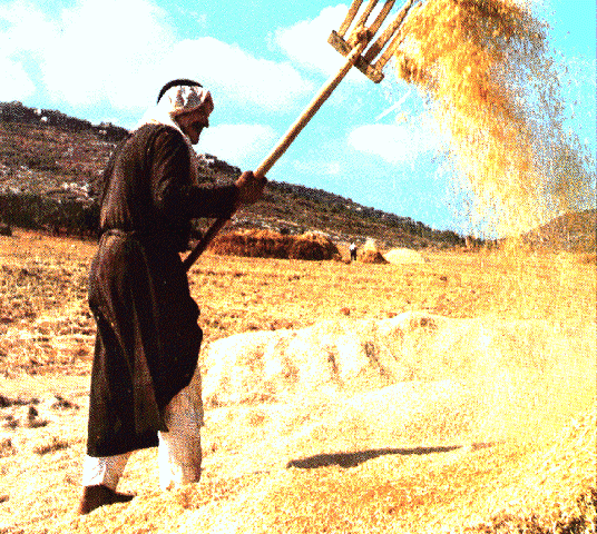 Man tending grain, Israel.