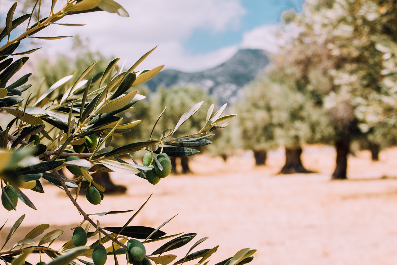 The olive tree symbolises Israel as a nation under God.