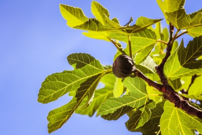Biblical Symbolism and Idioms – Mountains, the sea and the fig tree