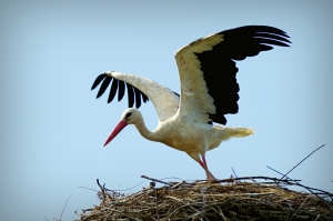 The White Stork