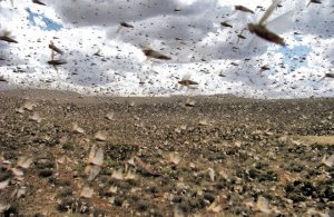 Swarm of locusts.