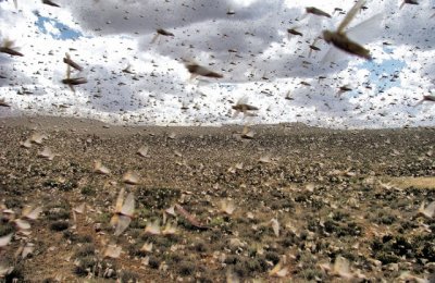 Swarm of locusts.