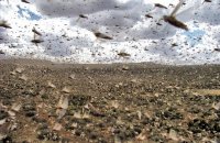 Swarm of locusts.