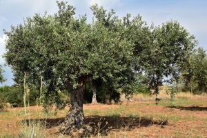 Biblical Symbolism and Idioms – The Menorah and the Olive Tree