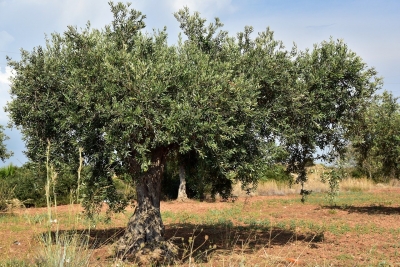 Biblical Symbolism and Idioms – The Menorah and the Olive Tree