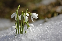 Hope for the Broken-Hearted