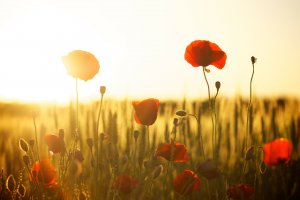 FIFA, Politics and the Poppy