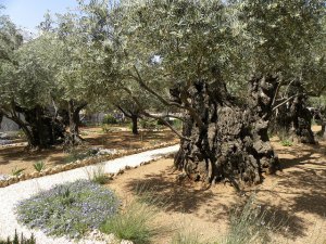 Christianity, Israel and the Jews II: The Olive Tree
