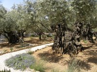 Christianity, Israel and the Jews II: The Olive Tree