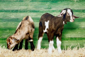 High Holy Days 2: Yom Kippur