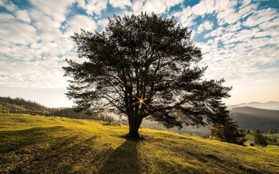 Returning to the root of our faith enables us to flourish