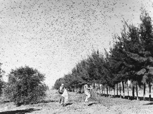Grasshopper plague 1873