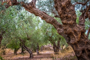 Olive trees