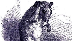To a Mouse