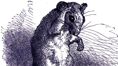 To a Mouse