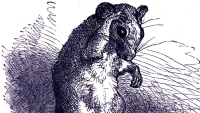 To a Mouse