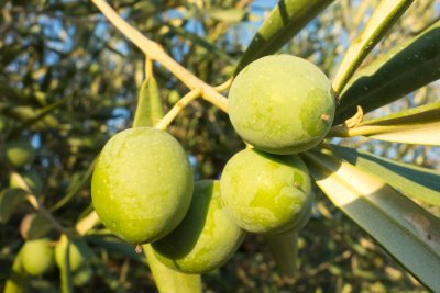 CIJ XXXII: Roots and Fruit