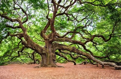 The Parable of the Trees – fulfilled prophecy