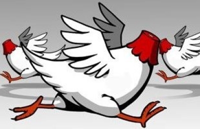 Headless Chickens