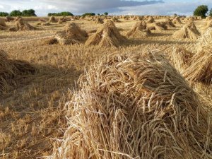 A Harvest from the Muslim World