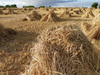 A Harvest from the Muslim World