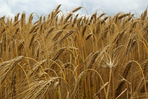Barley field