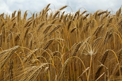 Barley field