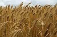 Barley field