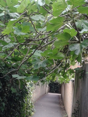 Fig Tree