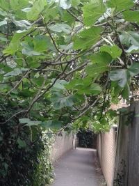 Fig Tree
