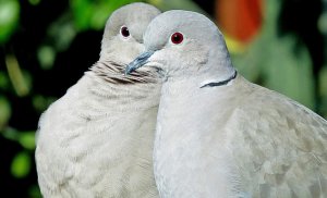 Like a Dove