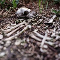 The Message of the Prophets: Ezekiel