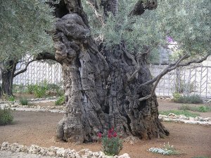 CIJ XXIII: Replacement Theology (Part 1): Scripture Misinterpreted
