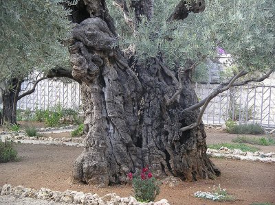 CIJ XXIII: Replacement Theology (Part 1): Scripture Misinterpreted