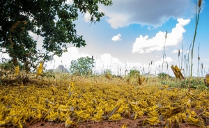 A swarm of locusts in Kenya