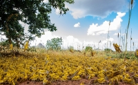 A swarm of locusts in Kenya