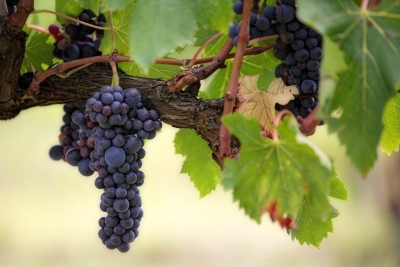 Biblical Symbolism and Idioms – The vine and the stone