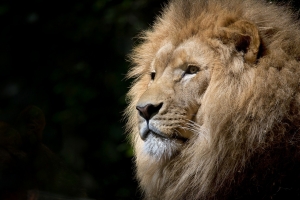 Review: The King is Coming