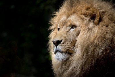 Review: The King is Coming